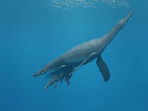 Polycotylus