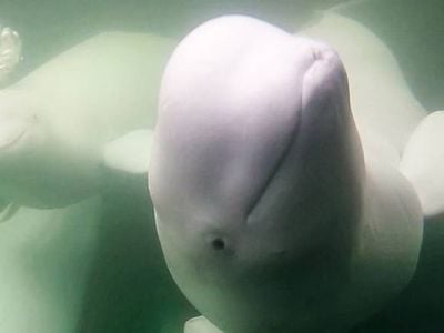 Footage of the beluga whales is captured by the beluga research vessel,&nbsp;Delphi,&nbsp;which uses two cameras, one underwater and one above deck to observe 55,000 beluga whales migrate to the Hudson Bay&#39;s shallow waters.