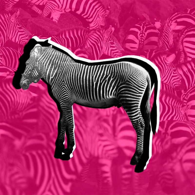 The Incredible story of Sugar Land's Pink Zebra