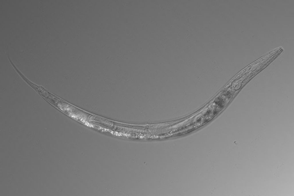 Arsenic Nematode