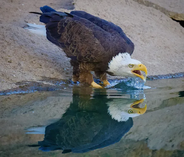 A Thirsty Eagle thumbnail