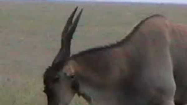 Preview thumbnail for The Click of the Wild Eland Antelope
