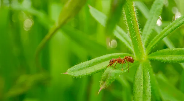 A ant searches the meadow for food. thumbnail