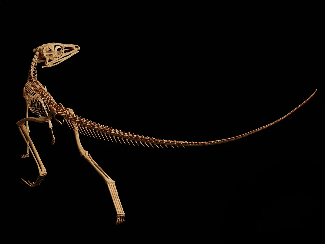 3-D skeletal Reconstruction of Scleromochlus taylori.