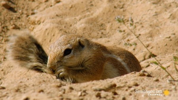 Preview thumbnail for Adorable Ground Squirrels Playing in Sweltering Heat