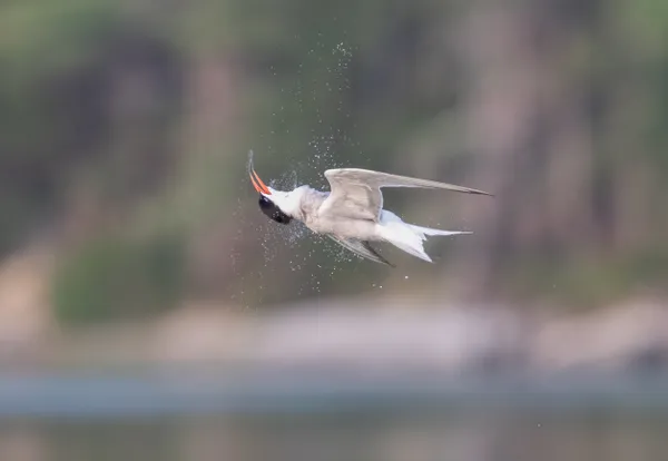 Do the Twist: Common tern thumbnail