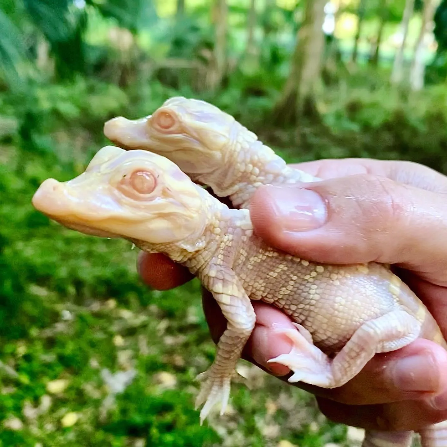 Rare Albino Alligators Hatch at Florida Zoo | Smart News| Smithsonian  Magazine