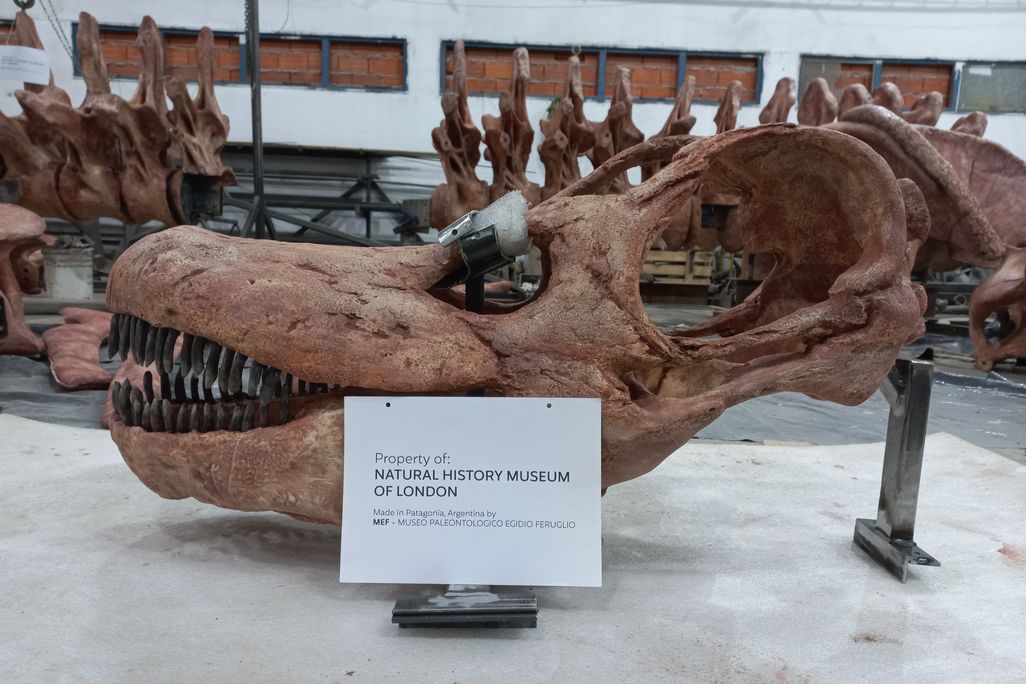 A cast of Patagotitan mayorum's skull