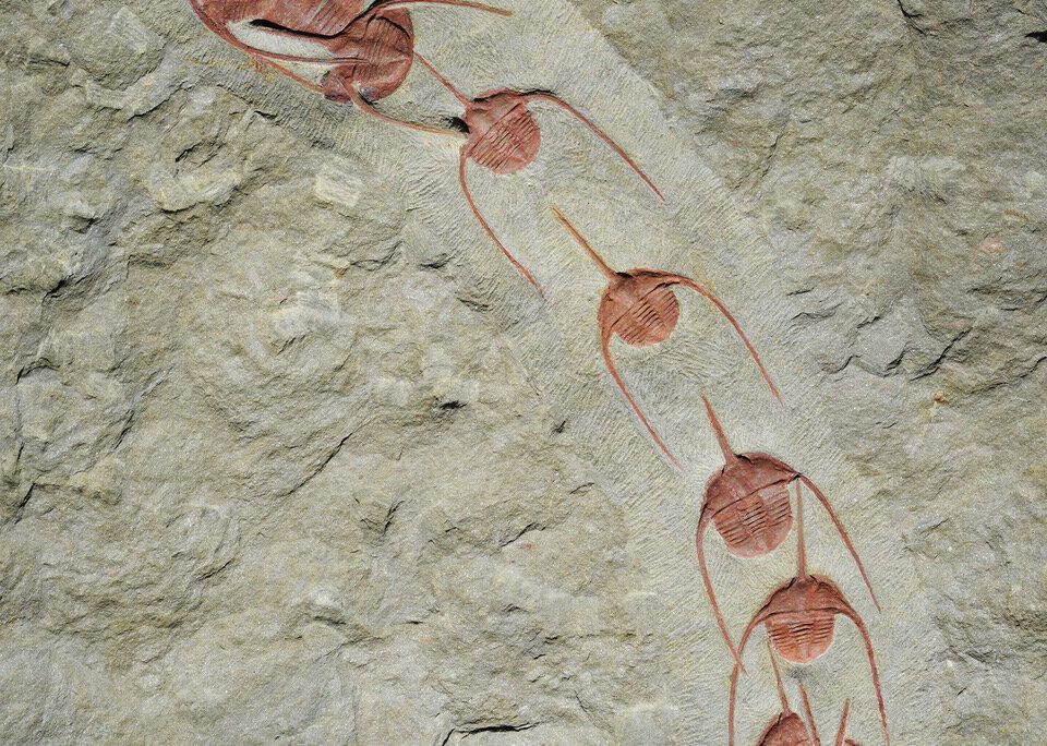 Trilobite Line