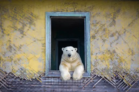 A polar bear looks out of a window frame on a deserted Russian island.
