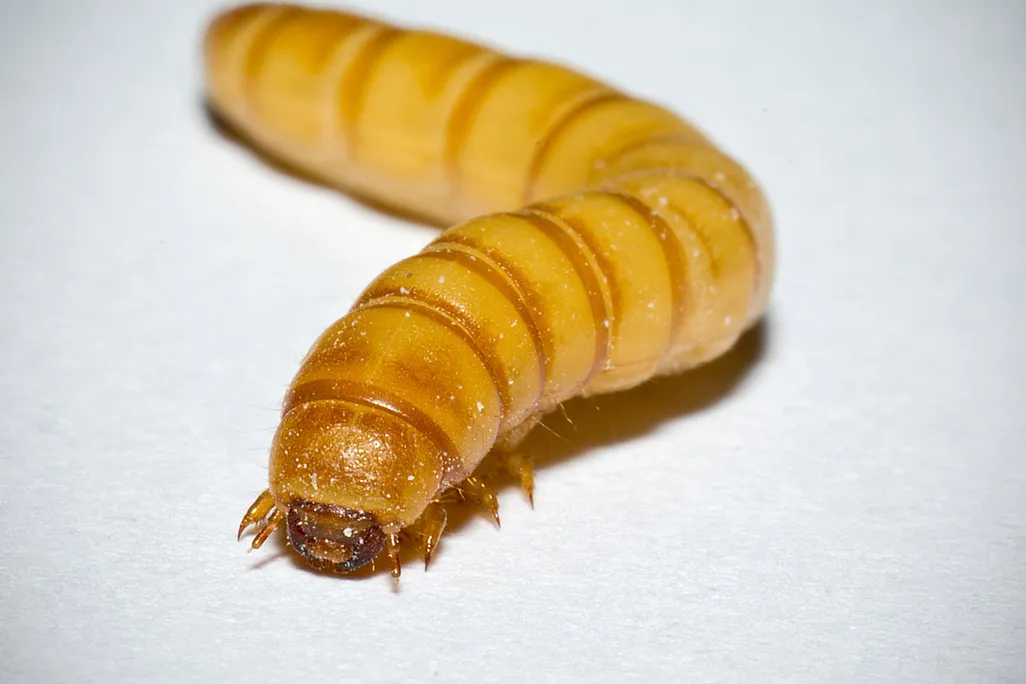 Mealworm