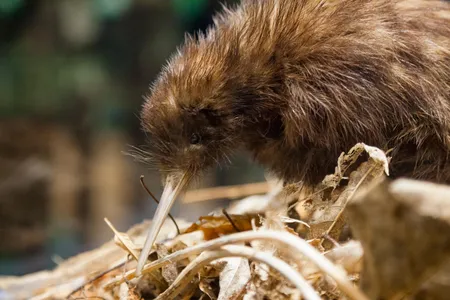 Kiwi birds are native to New Zealand.