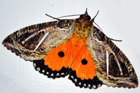 Iridescent spots found on the dot-underwing moth suggest that even nocturnal insects might rely on visual cues