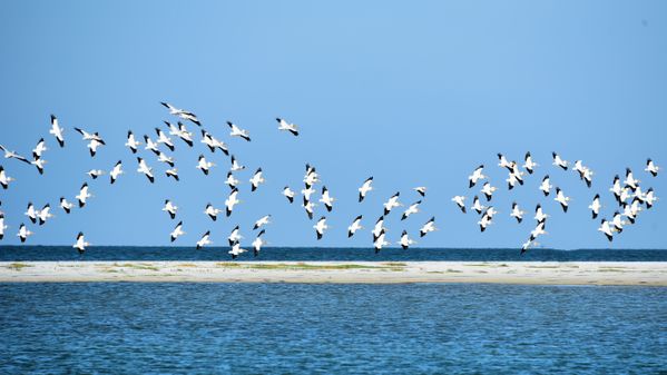 Flock of White Pelicans thumbnail