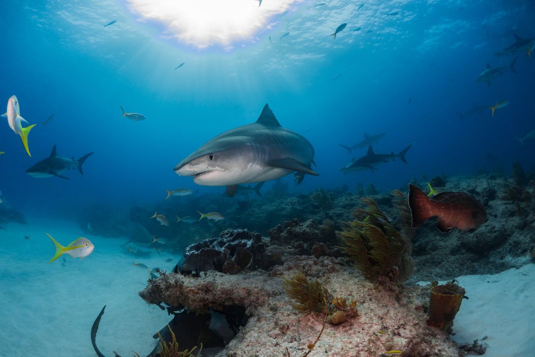 Queen of the Reef | Smithsonian Photo Contest | Smithsonian Magazine