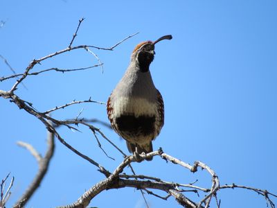 Gambel's Quail makes its home in high, dry parts of the Mojave Desert. But like many bird species, it's struggling against the effects of climate change.