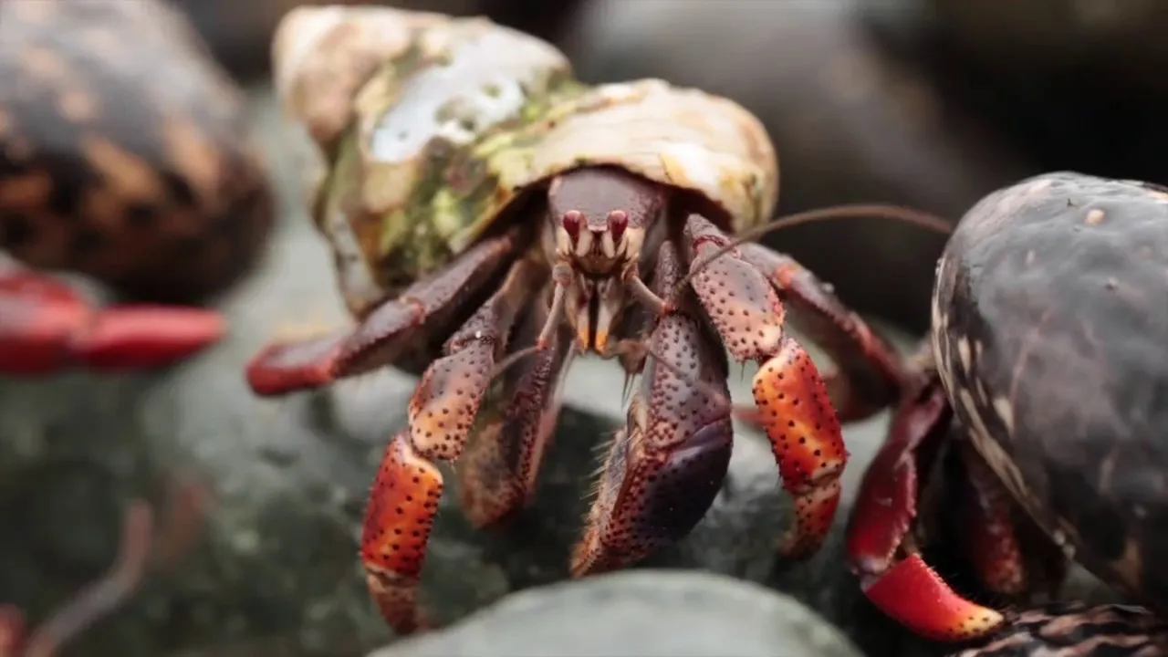Preview thumbnail for Epic Hermit Crab Migration