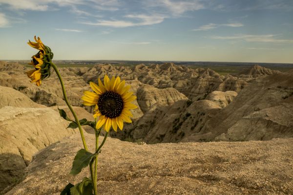 Sunflower at the Badlands thumbnail