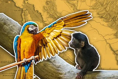 Exotic animals including parrots and monkeys served as pets and entertainment in California in the 1850s.