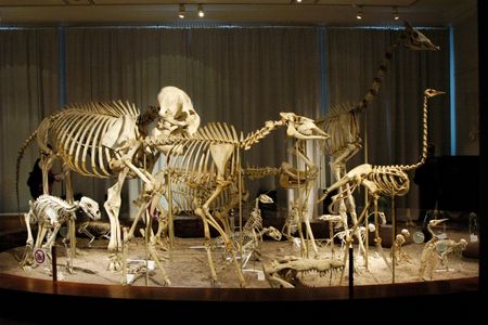 Large animal skeletons at the Finnish Natural History Museum.