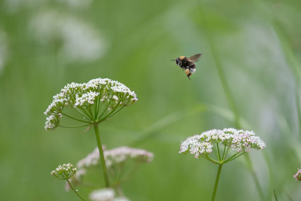 Bumblebee and Flower