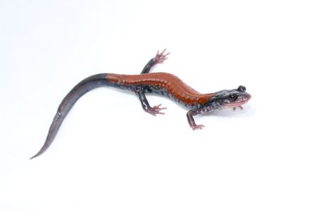 The Yonahlossee salamander is a woodland species from the southern Appalachian Mountains in the United States (Brian Gratwicke)