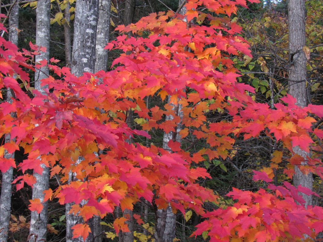 Splendor of Autumn’s colors | Smithsonian Photo Contest | Smithsonian