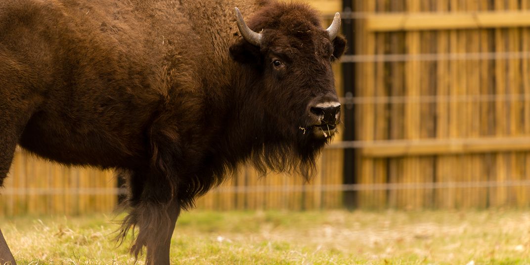 A shaggy bison moos at the camera