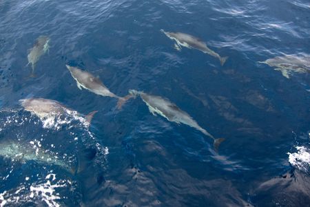 A pod of dolphins swim along a boat in the Channel Islands National Park, California