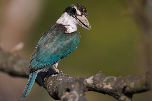 The Collard Kingfisher from Sundarbans thumbnail