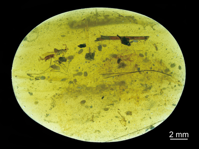 The postage-stamp sized sample of amber contained 39 half-millimeter-long crustaceans called ostracods, including 31 of a new species. 