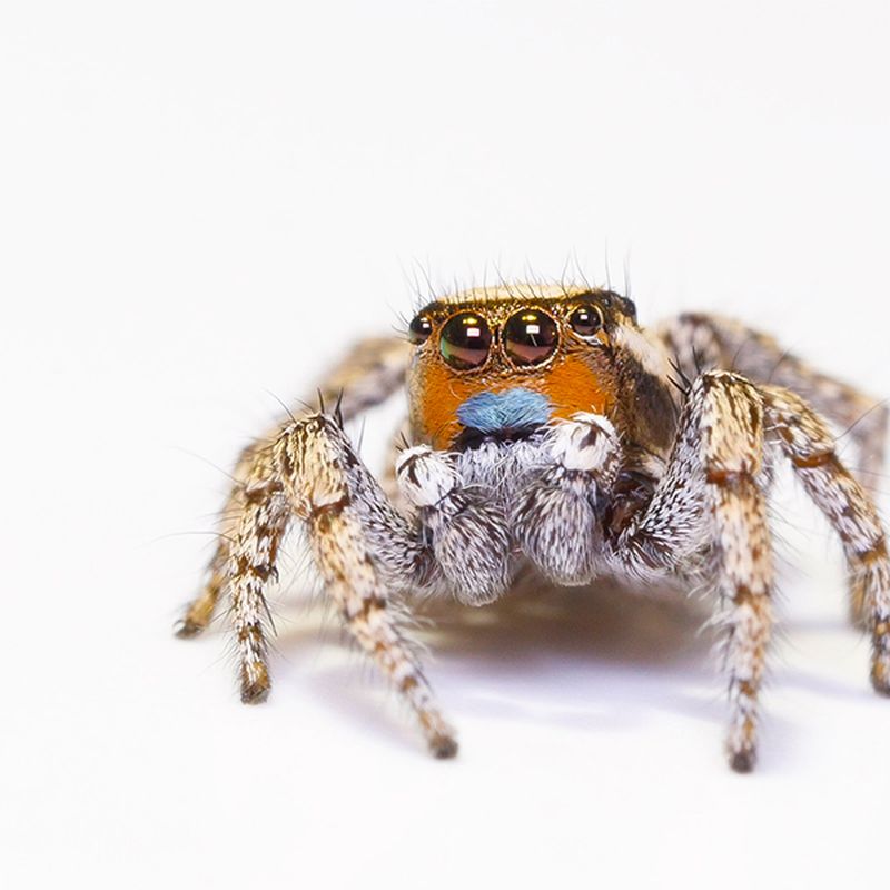 Everything You Need to Know about Jumping Spiders