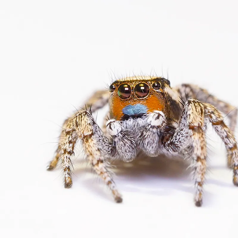 jumping spider jumping