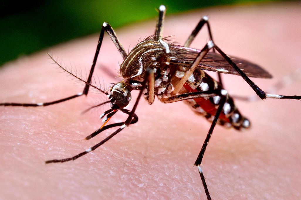 Aedes mosquito 