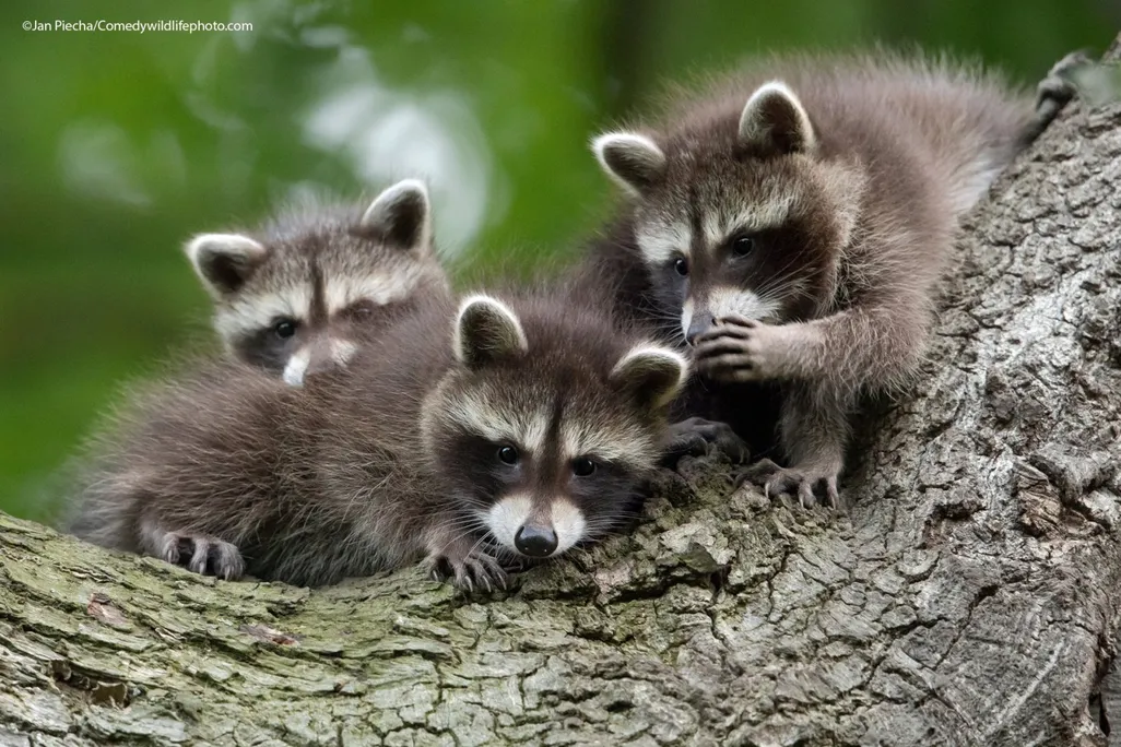 three raccoon cubs on a large tree branch