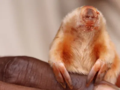 Tiny and Rare, a Blind Mole That 'Swims' Through Desert Sand Is Spotted in Australia image
