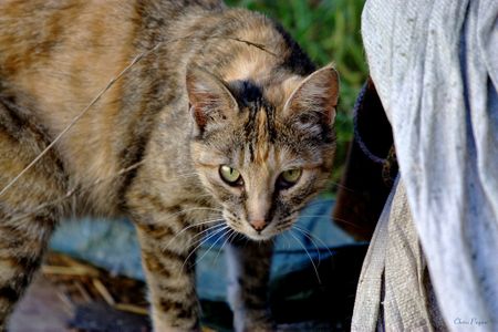 A feral cat photographed by the founder of The Feral Life Cat Blog.