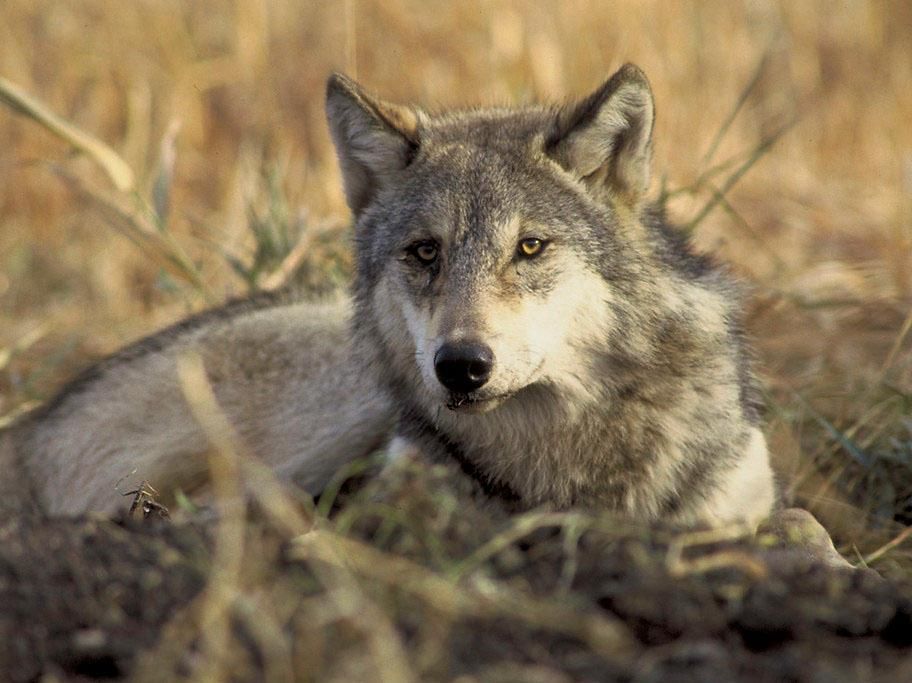 A gray wolf sits in tall grass looking toward the camera