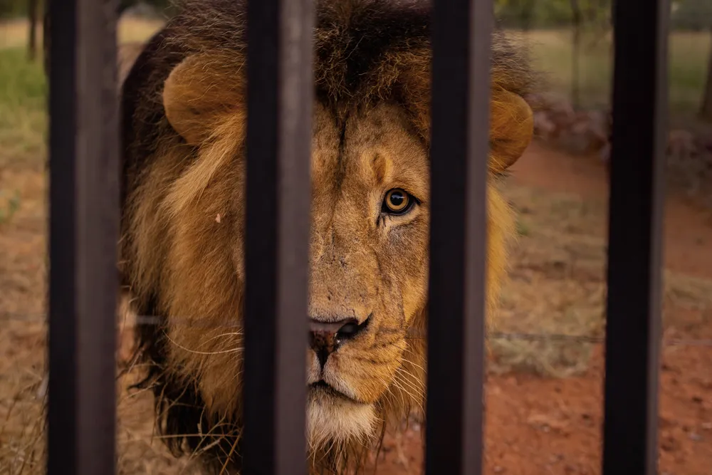 Opener - A captive-bred male lion at Warthog Safaris in Limpopo, South Africa.