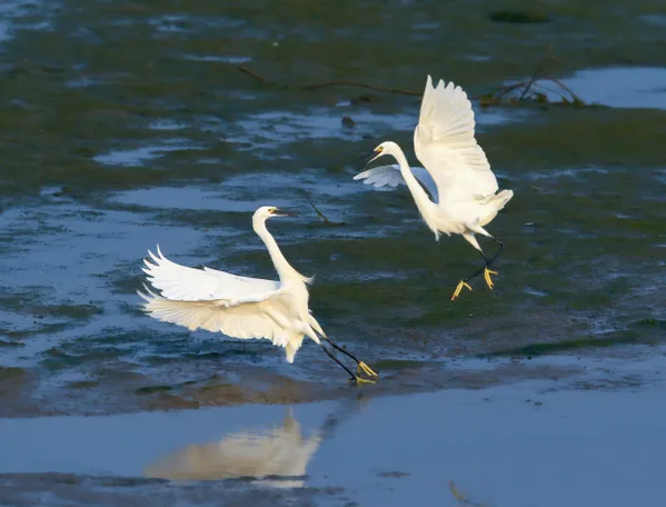 The Contest thumbnail