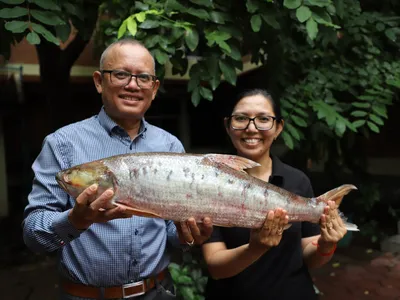 A Massive, Mysterious 'Ghost' Fish, Feared Extinct for Nearly 20 Years, Has Been Rediscovered in Cambodia image