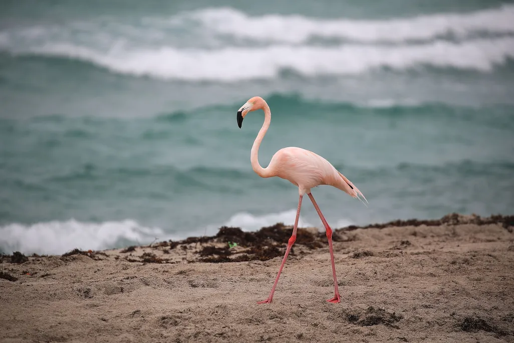 Flamingo walking on the beach