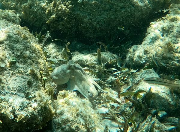 Octopus in Aruba 3 thumbnail