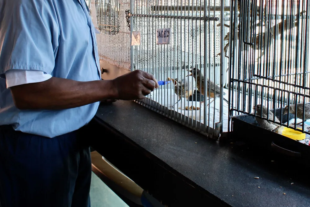 Prisoner Feeding Birds