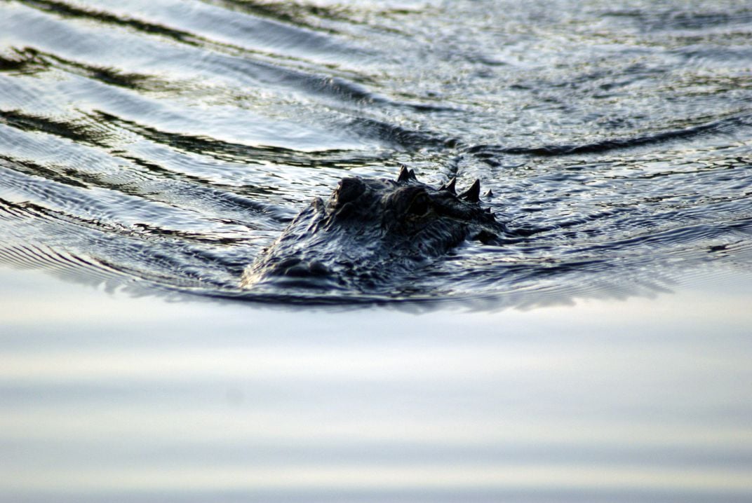 An alligator doing a Godzilla impression | Smithsonian Photo Contest ...