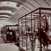 Closed to the Public Since WWII, a ‘Hidden’ Gallery at London’s Natural History Museum Opens Its Doors Once Again