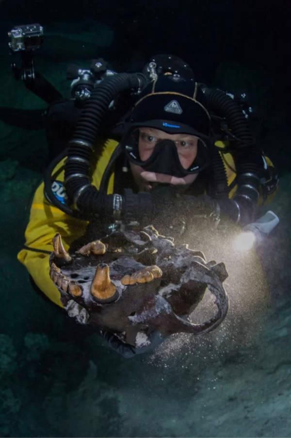 Divers Find Ice Age Megafauna Remains in Underwater Mexican Cave