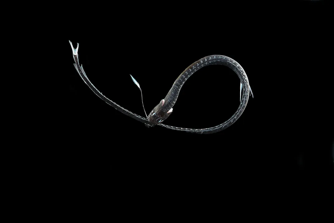 Against a black background, a Pacific blackdragon is coiled like a snake.