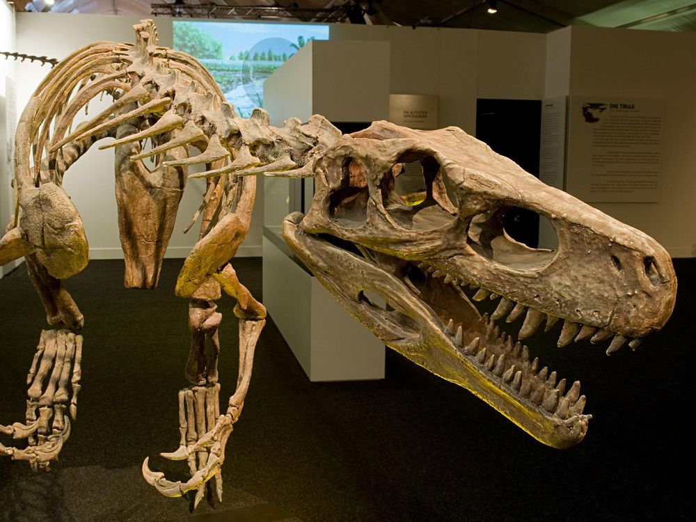 Herrerasaurus