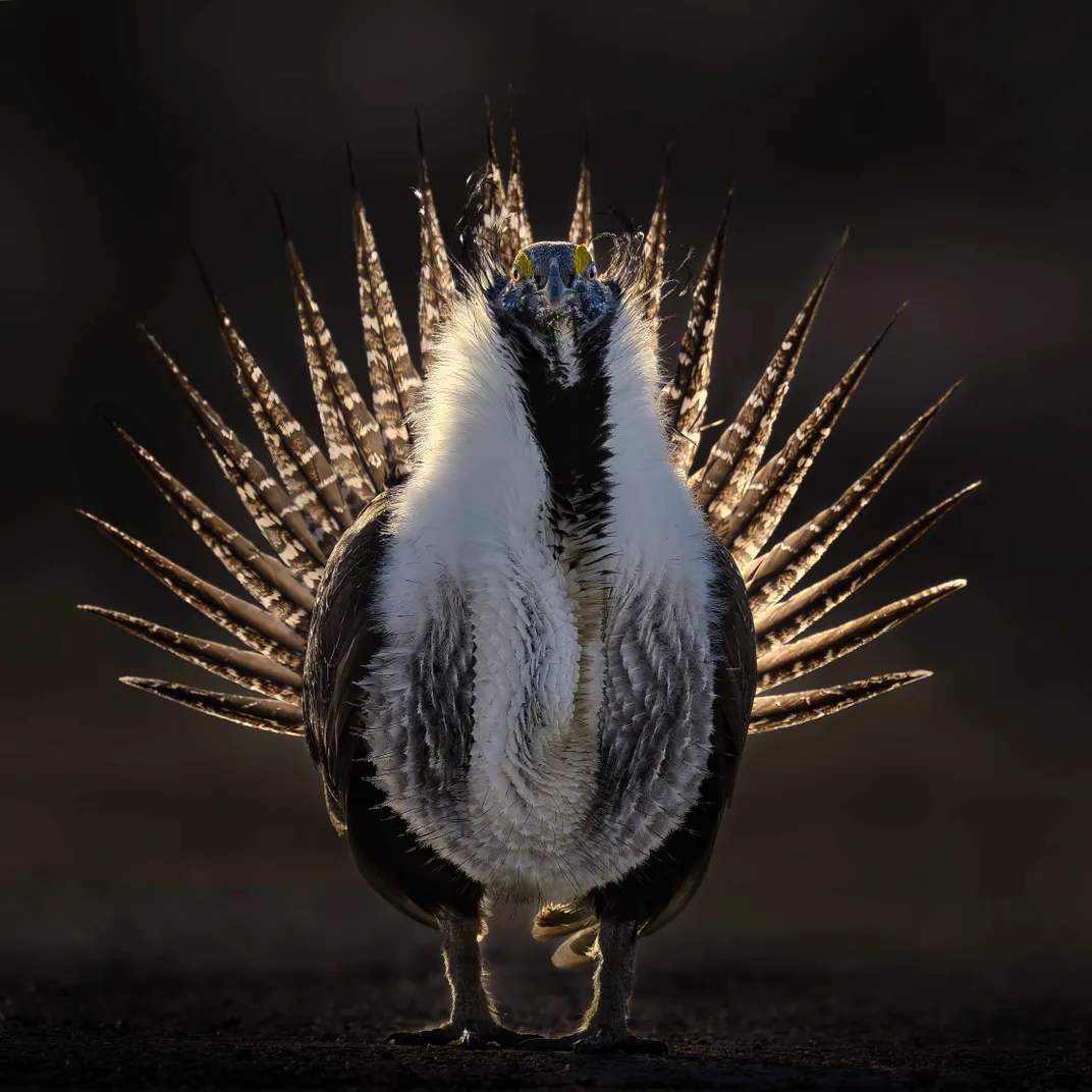a bird with pointed peacock-like feathers and a white ruff that looks like a feather boa stands backlit by the sun